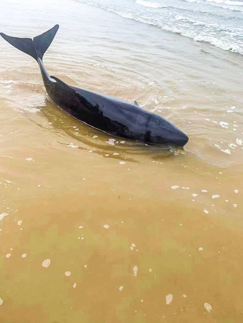 鯨類動物頻頻現身北部灣海域，這些巨型‘吃貨’你了解嗎？